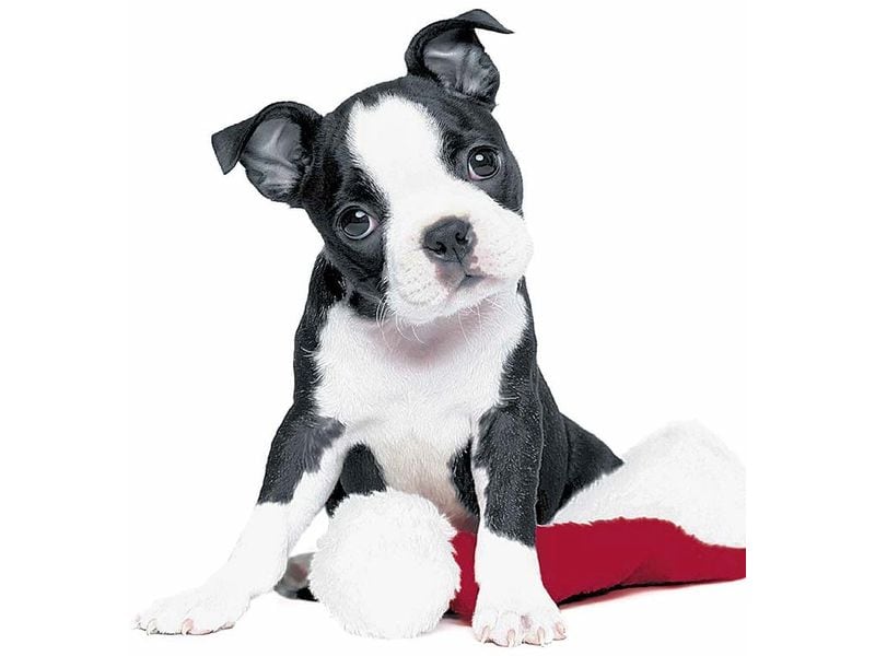 Paper + Design Weihnachtsservietten Xmas Dog 33 cm x 33 cm, 20 Stück