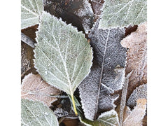 Paper + Design Servietten Winterblätter 33 x 33 cm, 20 Stück